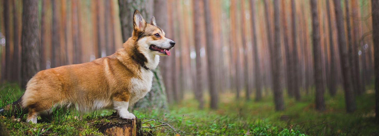 A short‑legged dog with a tan and white coat stands on a tree stump in a forest. The dog faces to the right with its mouth slightly open and tongue out, surrounded by tall, straight tree trunks and green ground vegetation.