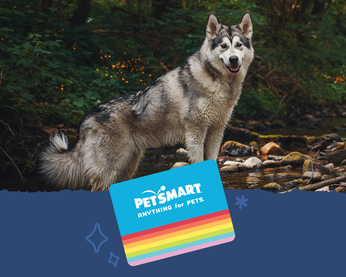 A Husky is confidently standing on a rock in a shallow creek. A PetSmart gift card is layered over the image.